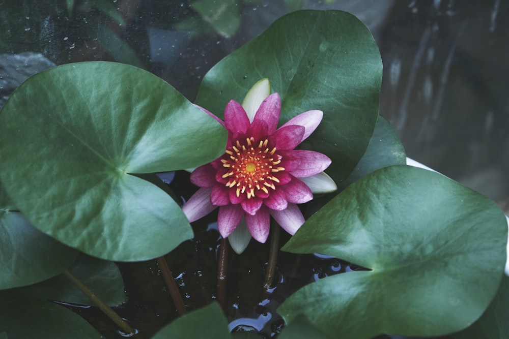 a pink and yellow flower sitting on top of green leaves