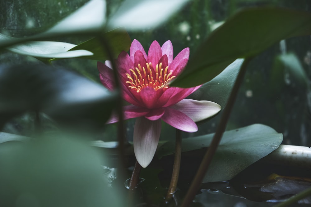 a pink flower with yellow stamen in a pond