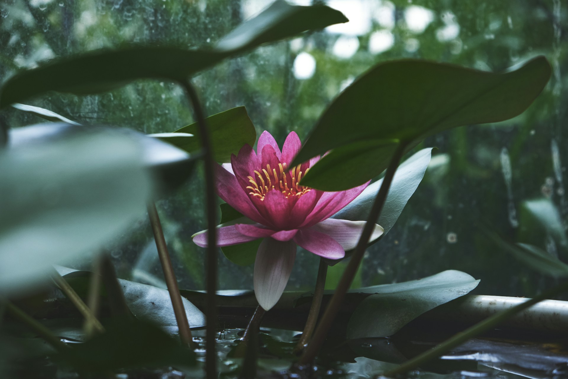 a pink flower sitting on top of a lush green forest