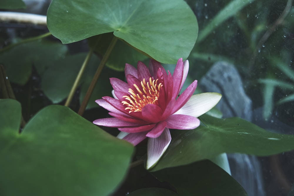 a pink water lily in a pond surrounded by green leaves