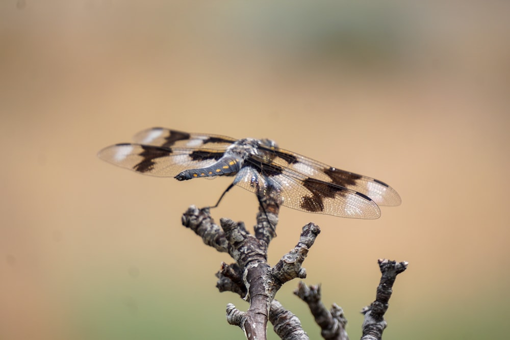 a close up of a small insect on a plant