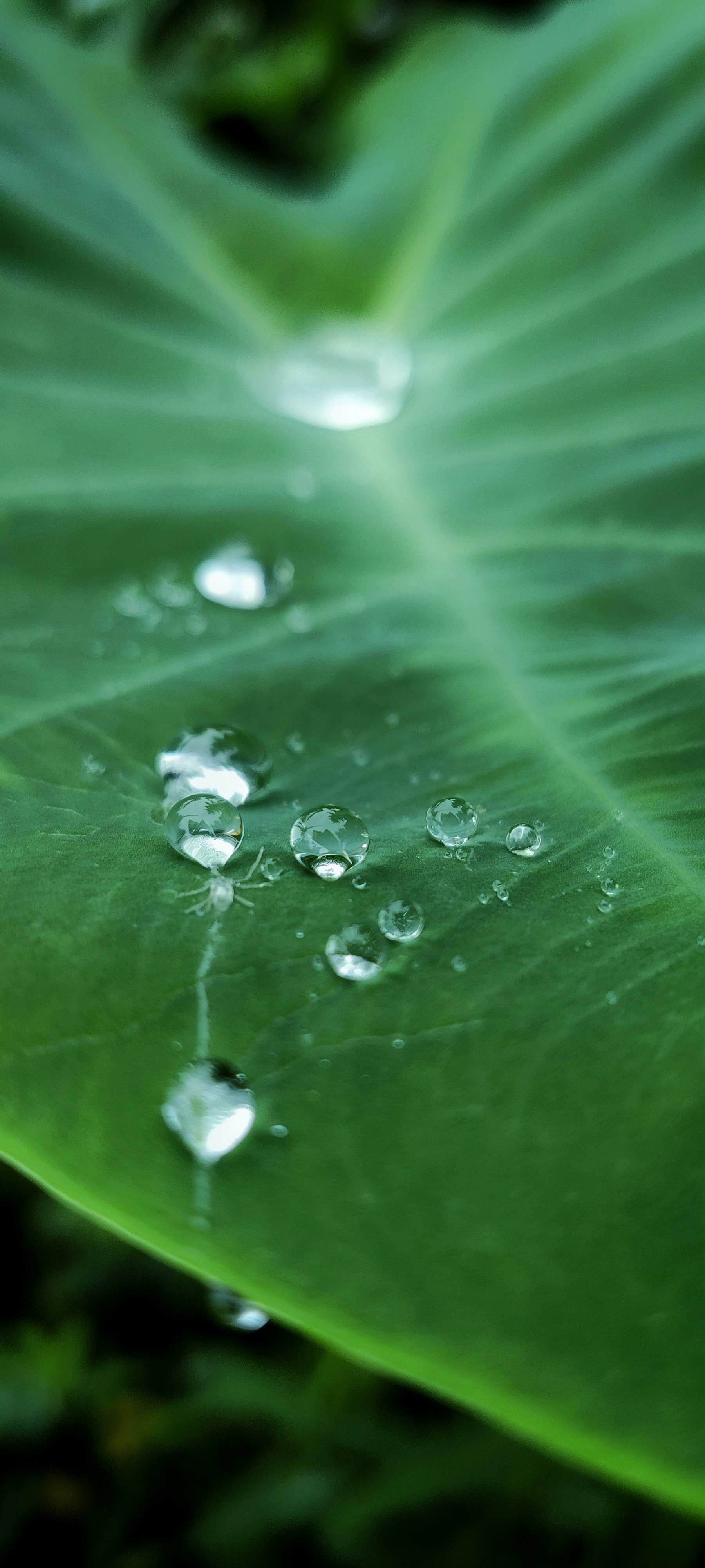 Photo by shiras_muhd