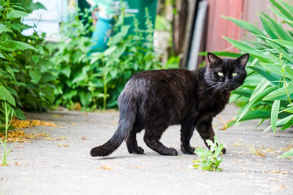 a black cat standing on a sidewalk next to plants