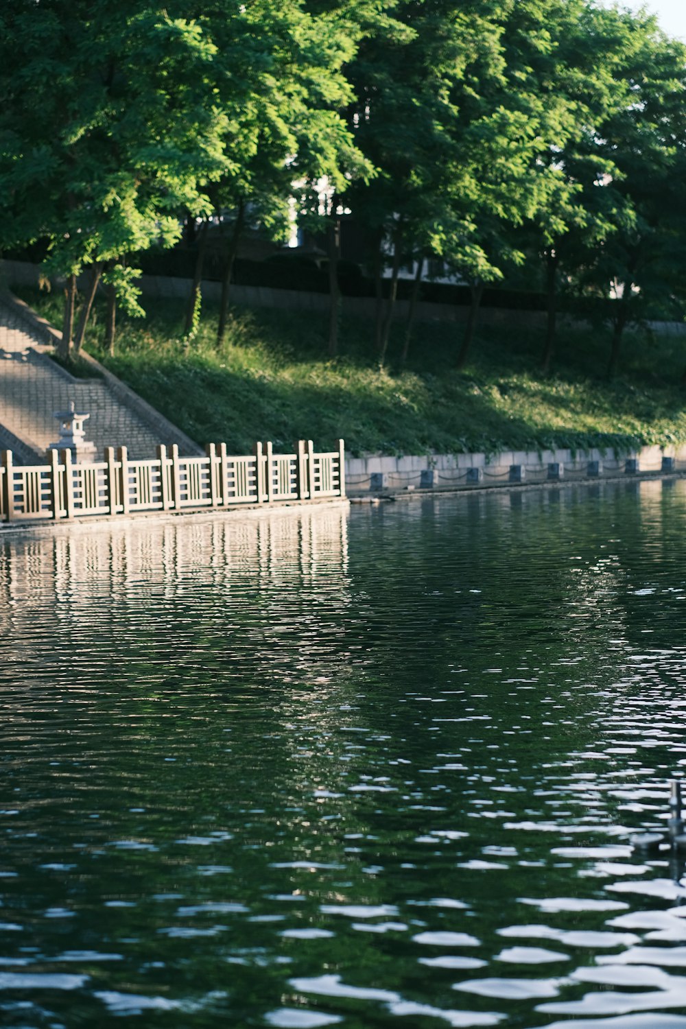 a couple of swans are swimming in the water