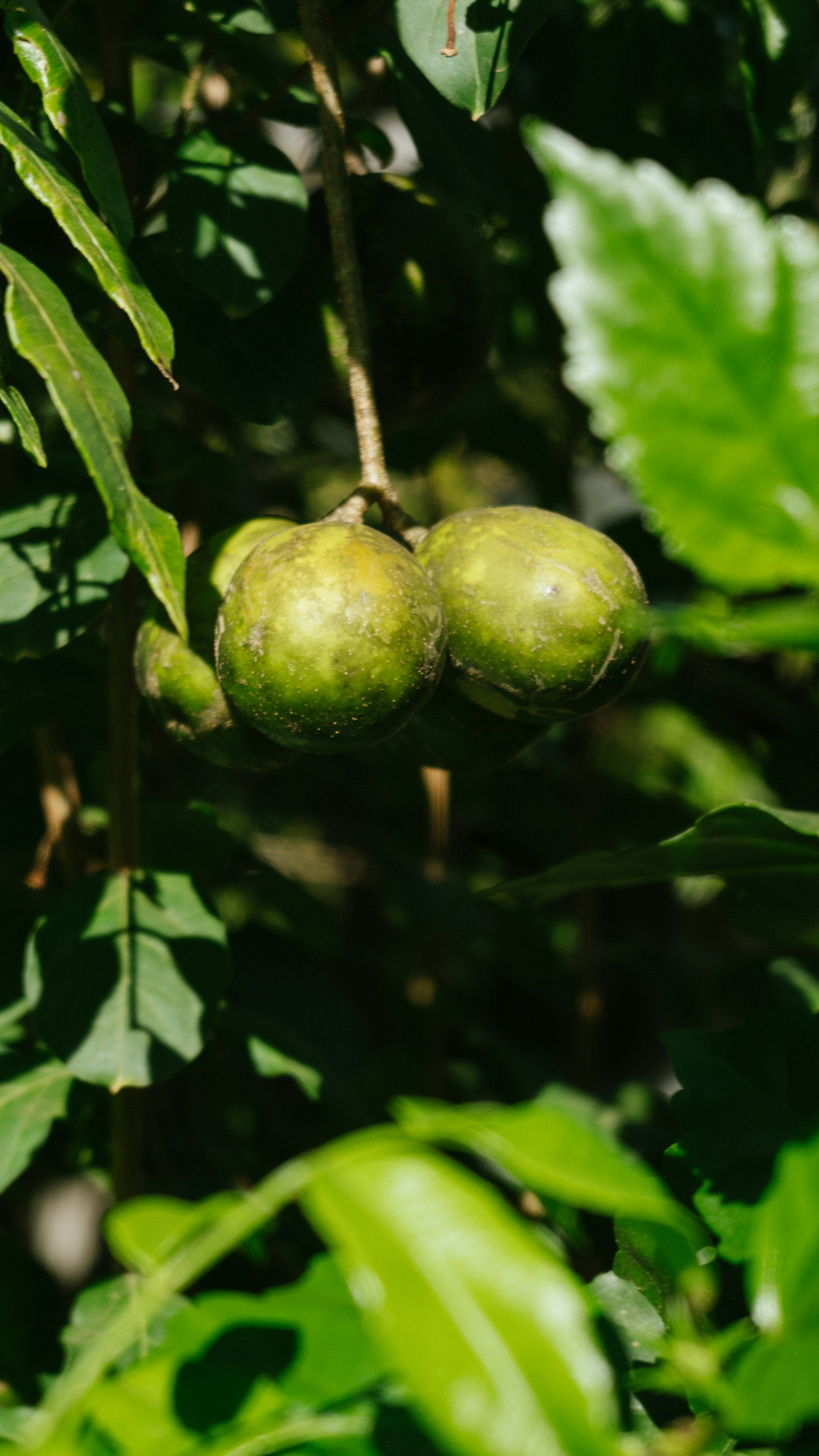 a couple of green fruits hanging from a tree