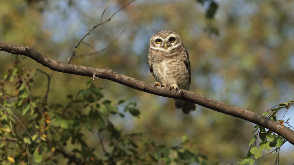 Un pequeño búho posado en la rama de un árbol