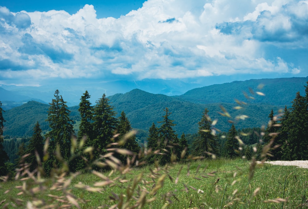 a man riding a horse on top of a lush green hillside