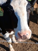 A close-up of a black and white cow standing behind a barbed wire fence in a dirt field. Its nose and part of its face are prominently visible, with ear tags attached to each ear.