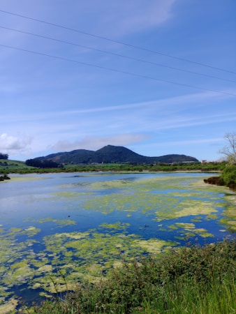 A serene lake scene with expansive water surface covered partially by green algae. The background features lush green mountains under a clear blue sky. Power lines stretch across the upper portion, adding a modern touch to the natural landscape. The surrounding vegetation appears rich and vibrant.