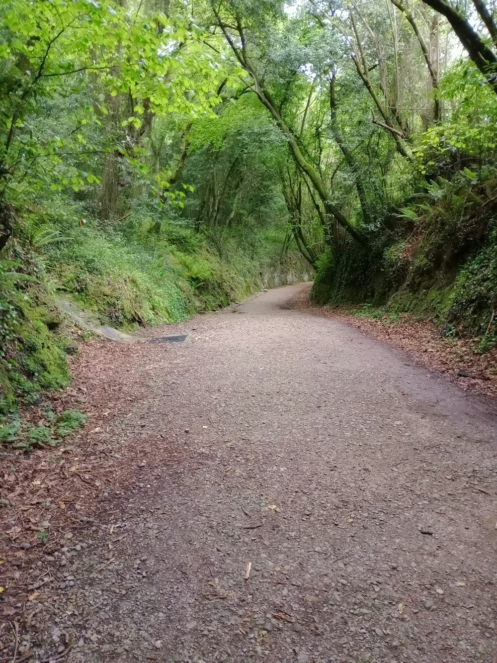 a dirt road in the middle of a forest