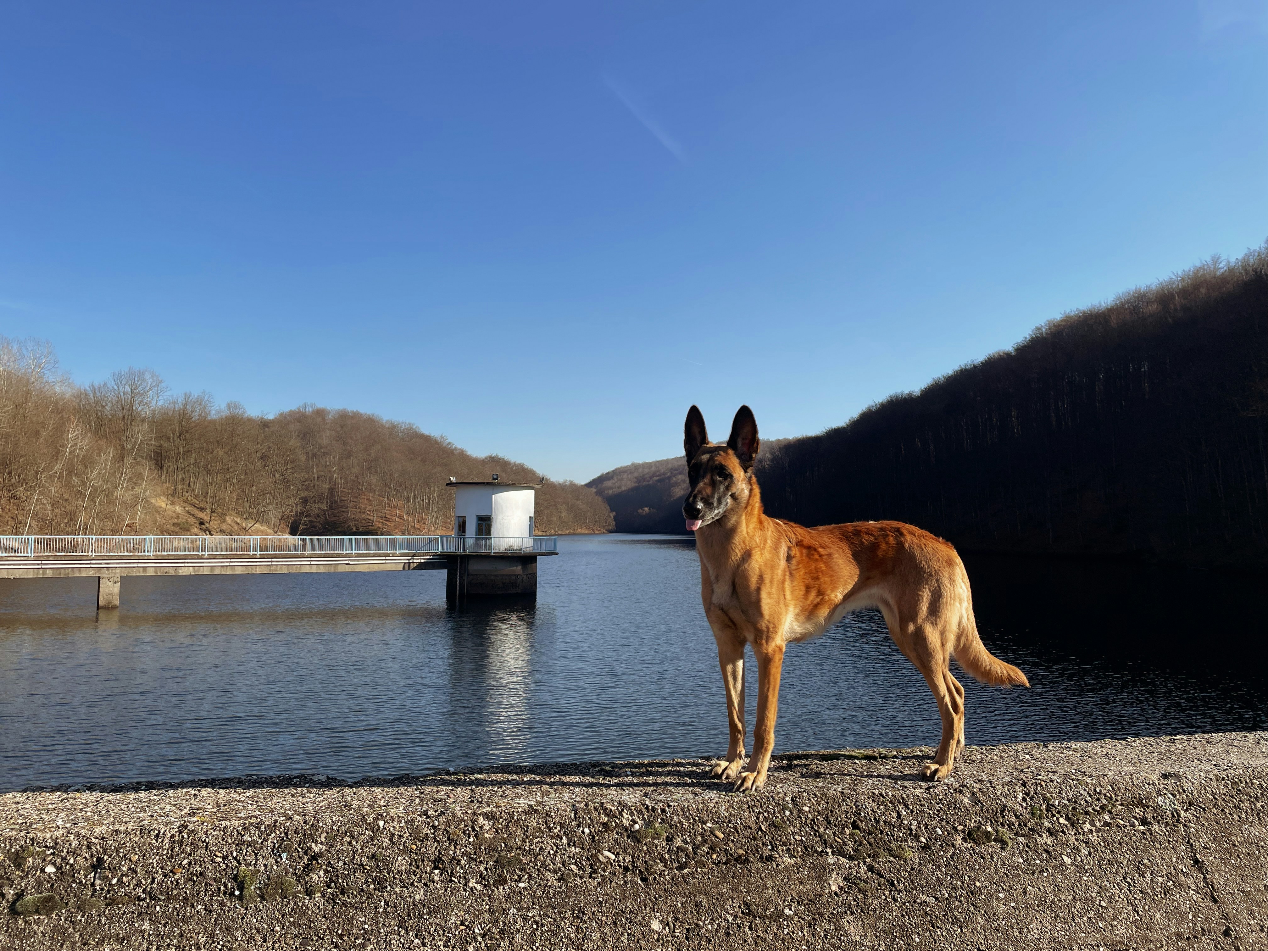 Belgian Malinois — The High-Performance Machine (image credits: unsplash)