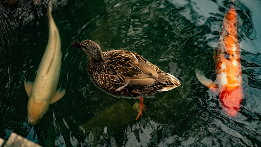 a duck swimming in a pond filled with goldfish