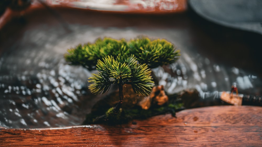 a small pine tree sitting on top of a wooden table
