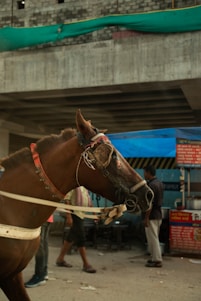 A brown horse with a decorative bridle is harnessed, standing on a street. Its head is adorned with a colorful band and ornate decorations. There are people walking in the background, and a partially constructed building with exposed concrete and a green tarp overhead.