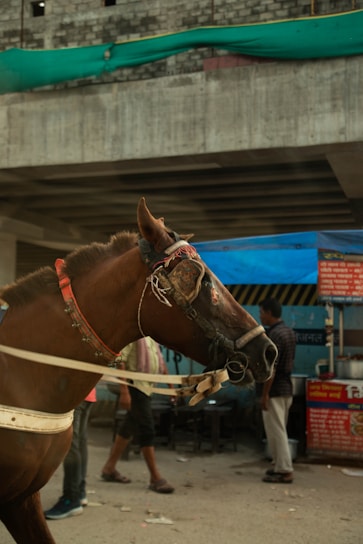 A brown horse with a decorative bridle is harnessed, standing on a street. Its head is adorned with a colorful band and ornate decorations. There are people walking in the background, and a partially constructed building with exposed concrete and a green tarp overhead.