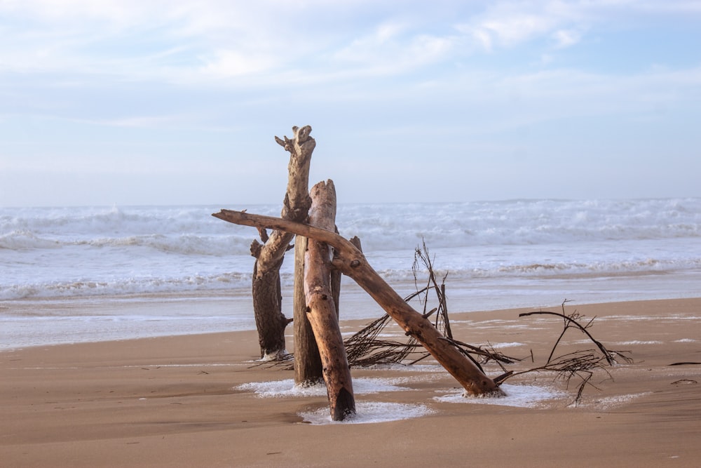 a pile of driftwood sitting on top of a sandy beach