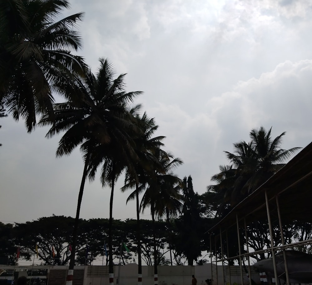 a group of palm trees on a cloudy day