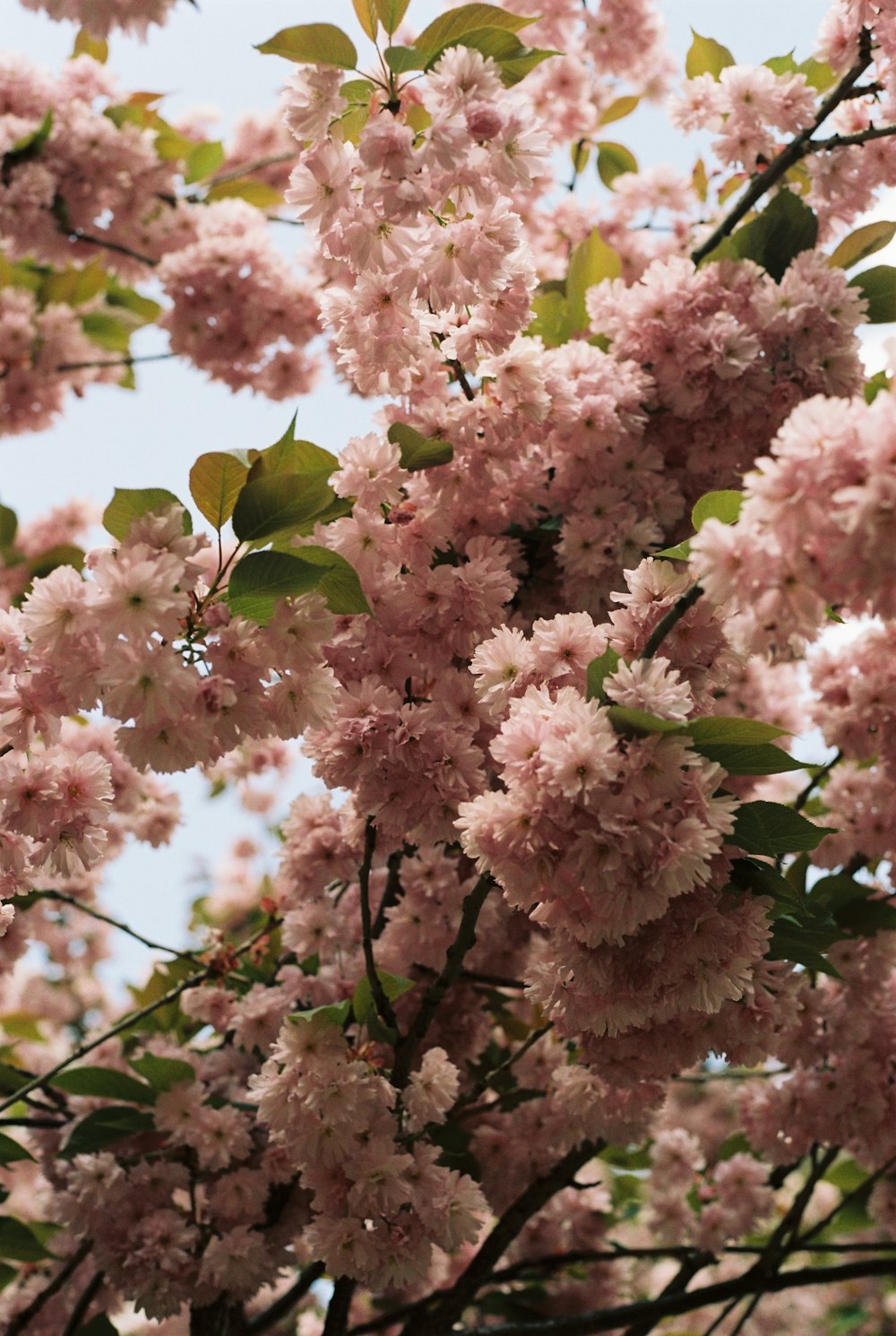 a tree filled with lots of pink flowers