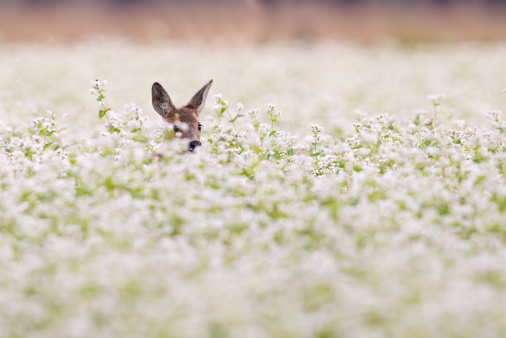 白い花畑に立つ小動物