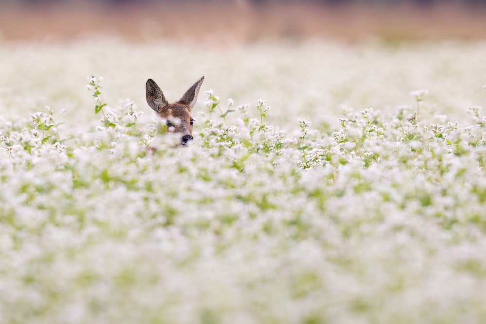 Un pequeño animal parado en un campo de flores blancas