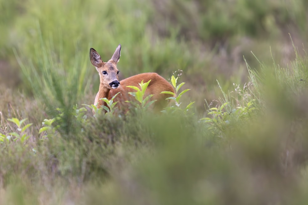 a small deer is sitting in the tall grass