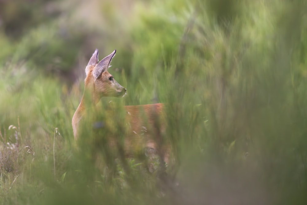 a small deer standing in a lush green field