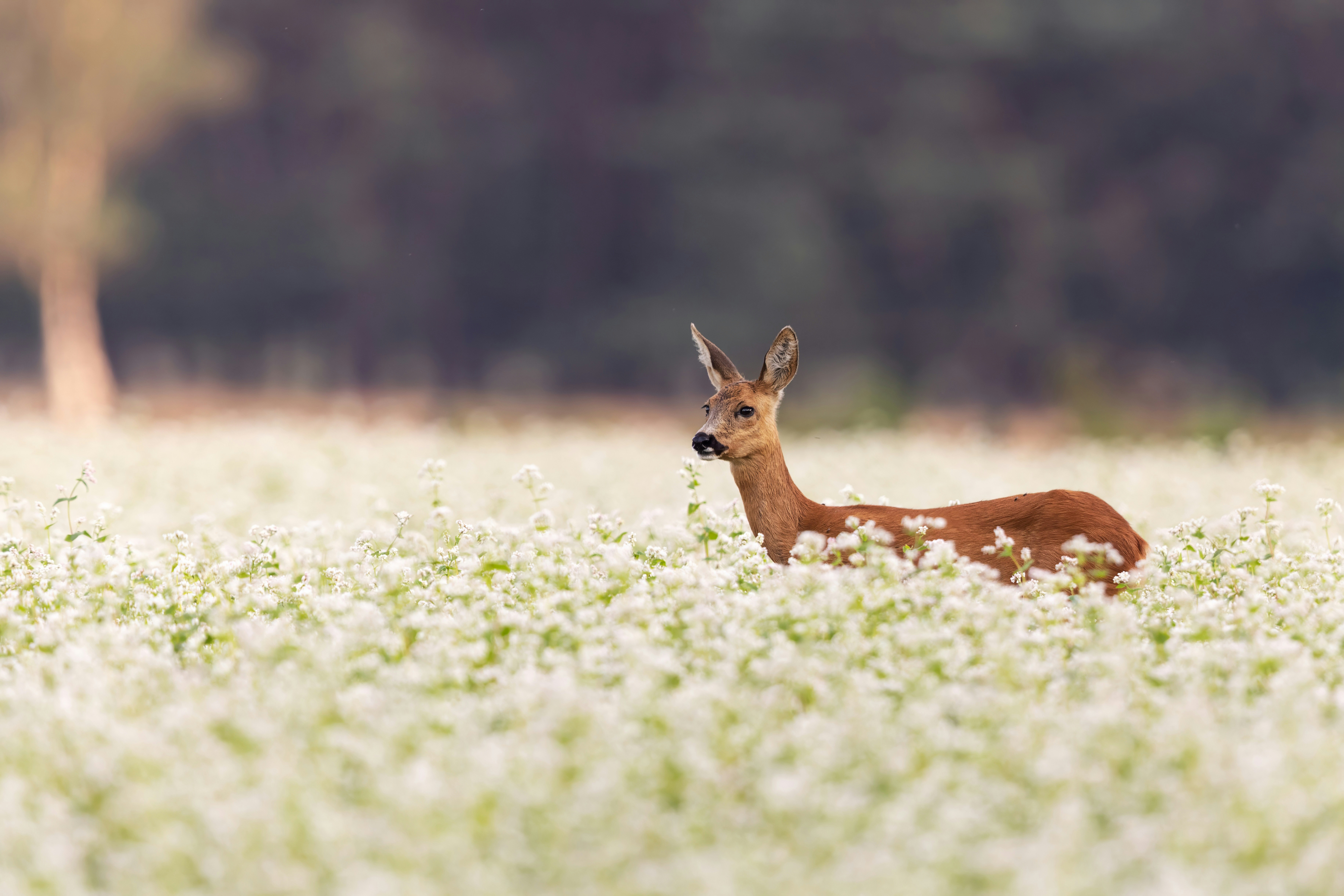 A deer grazing in a field at sunrise