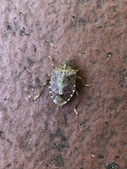 A close-up of a brown marmorated stink bug resting on a textured surface. The bug's intricate patterns and hues are highly visible, highlighting its natural camouflaging abilities.