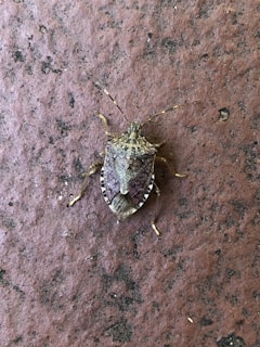 A close-up of a brown marmorated stink bug resting on a textured surface. The bug's intricate patterns and hues are highly visible, highlighting its natural camouflaging abilities.