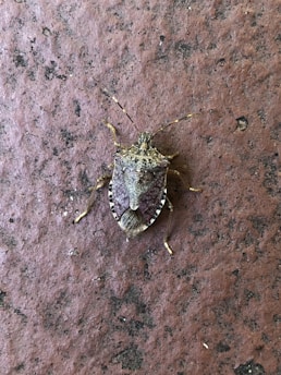 A close-up of a brown marmorated stink bug resting on a textured surface. The bug's intricate patterns and hues are highly visible, highlighting its natural camouflaging abilities.