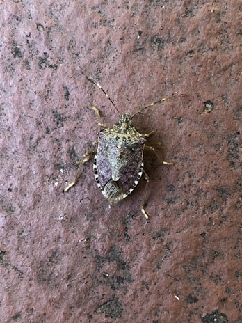 A close-up of a brown marmorated stink bug resting on a textured surface. The bug's intricate patterns and hues are highly visible, highlighting its natural camouflaging abilities.
