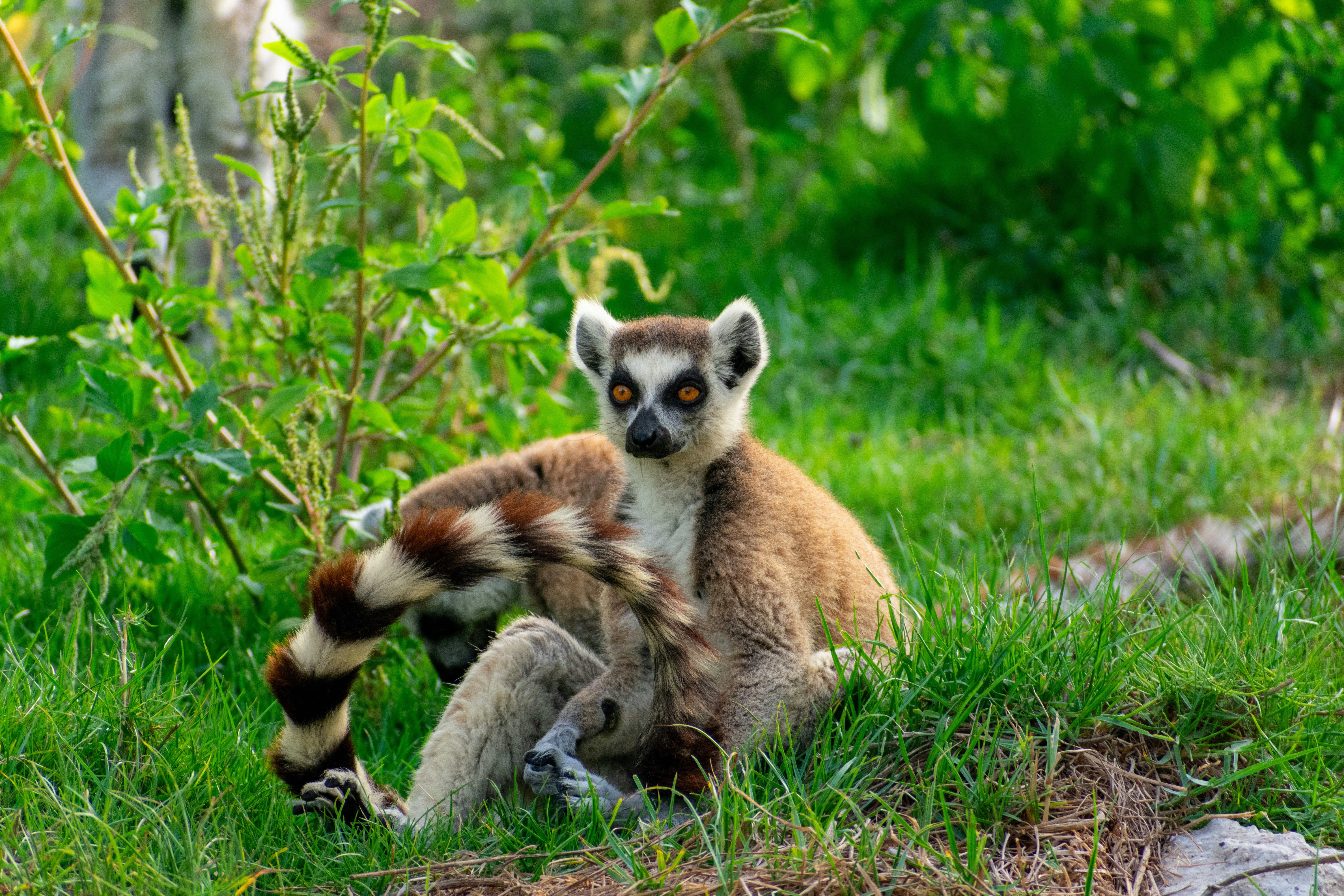 a small brown and white animal sitting in the grass
