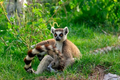 a small brown and white animal sitting in the grass