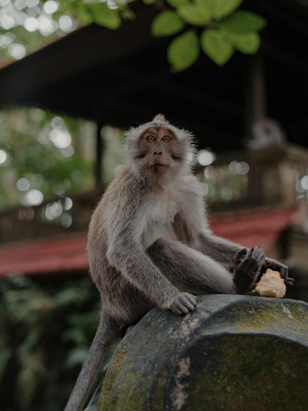 a monkey sitting on top of a metal object