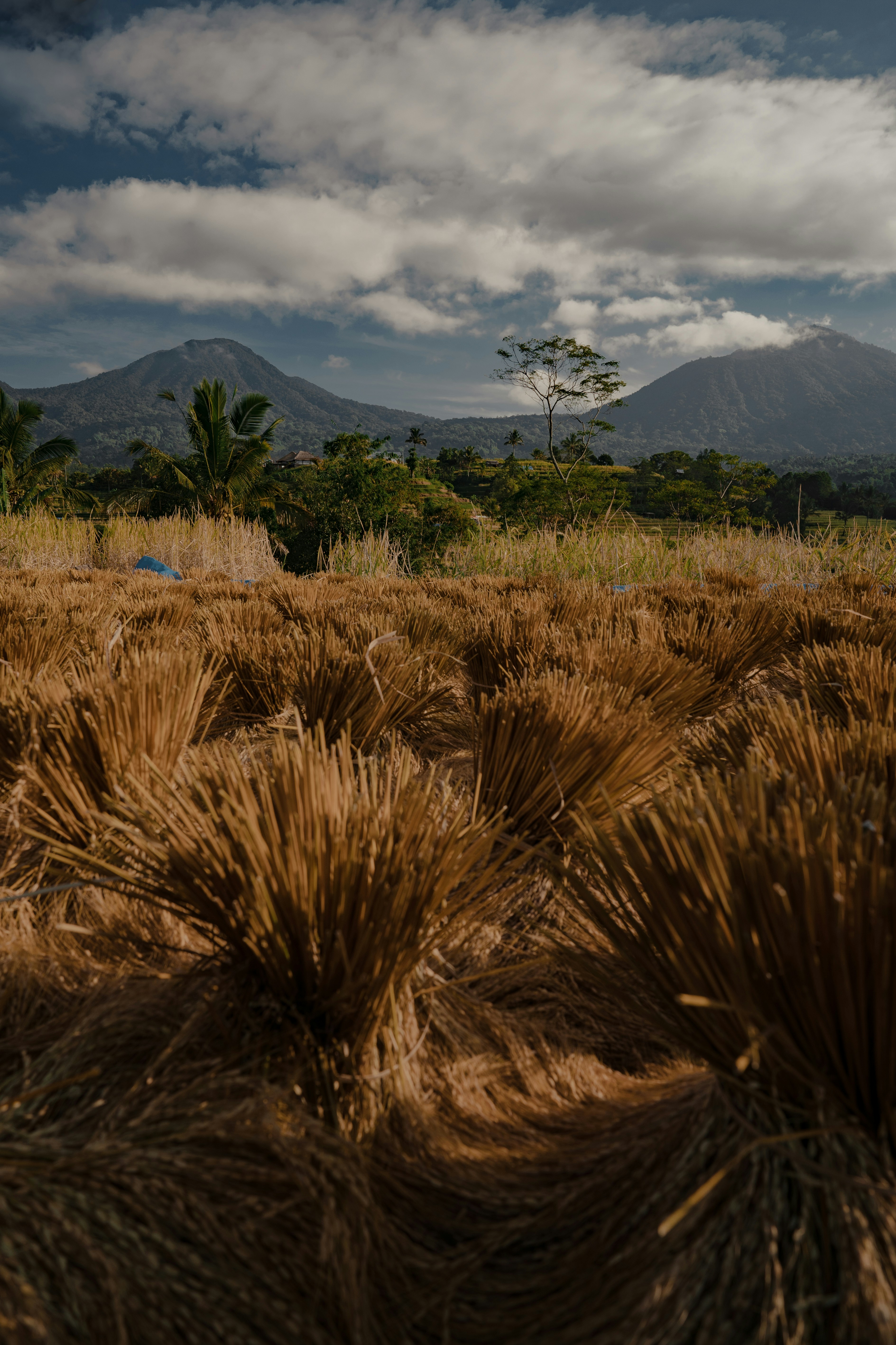 a large field of grass with mountains in the background