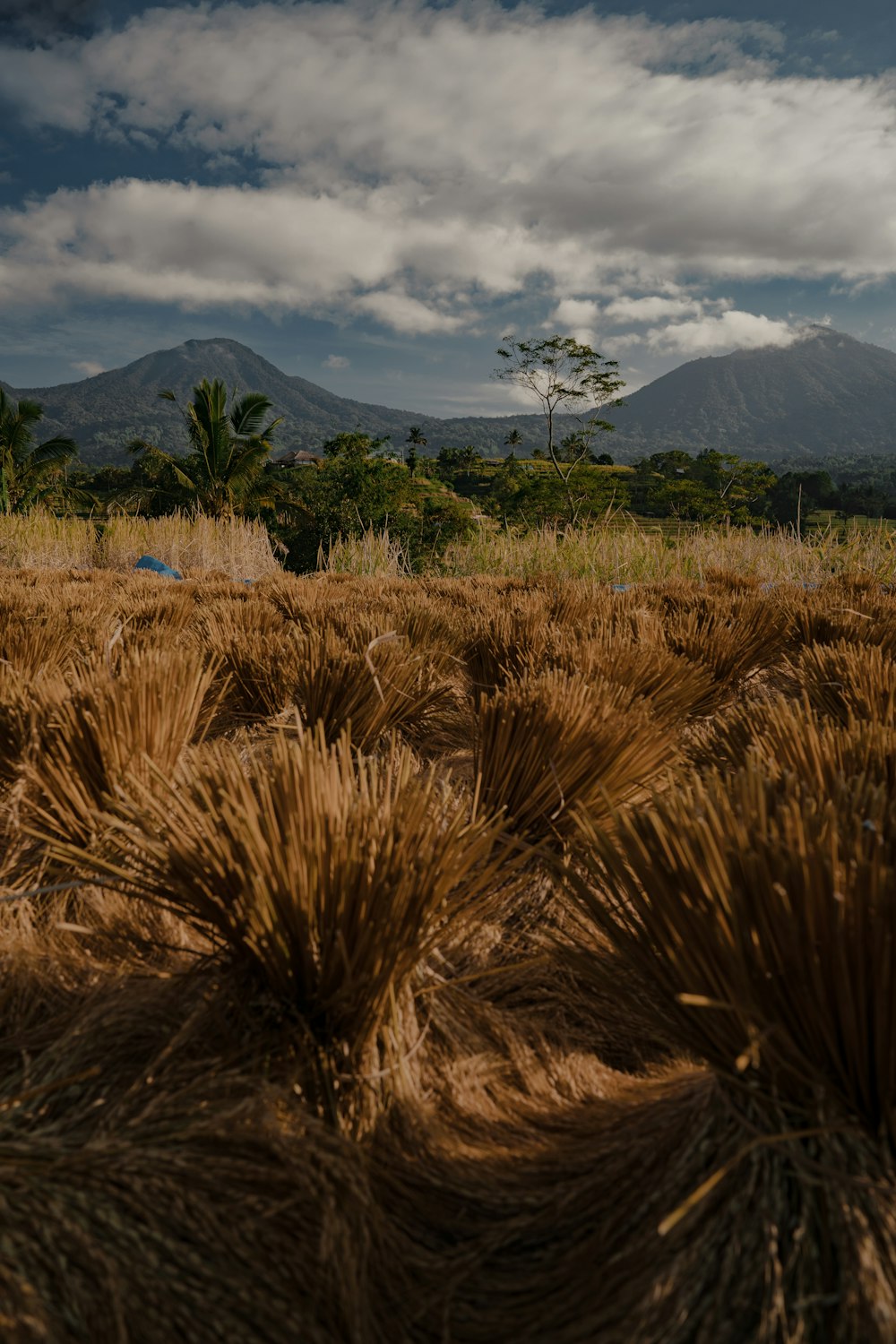 a large field of grass with mountains in the background