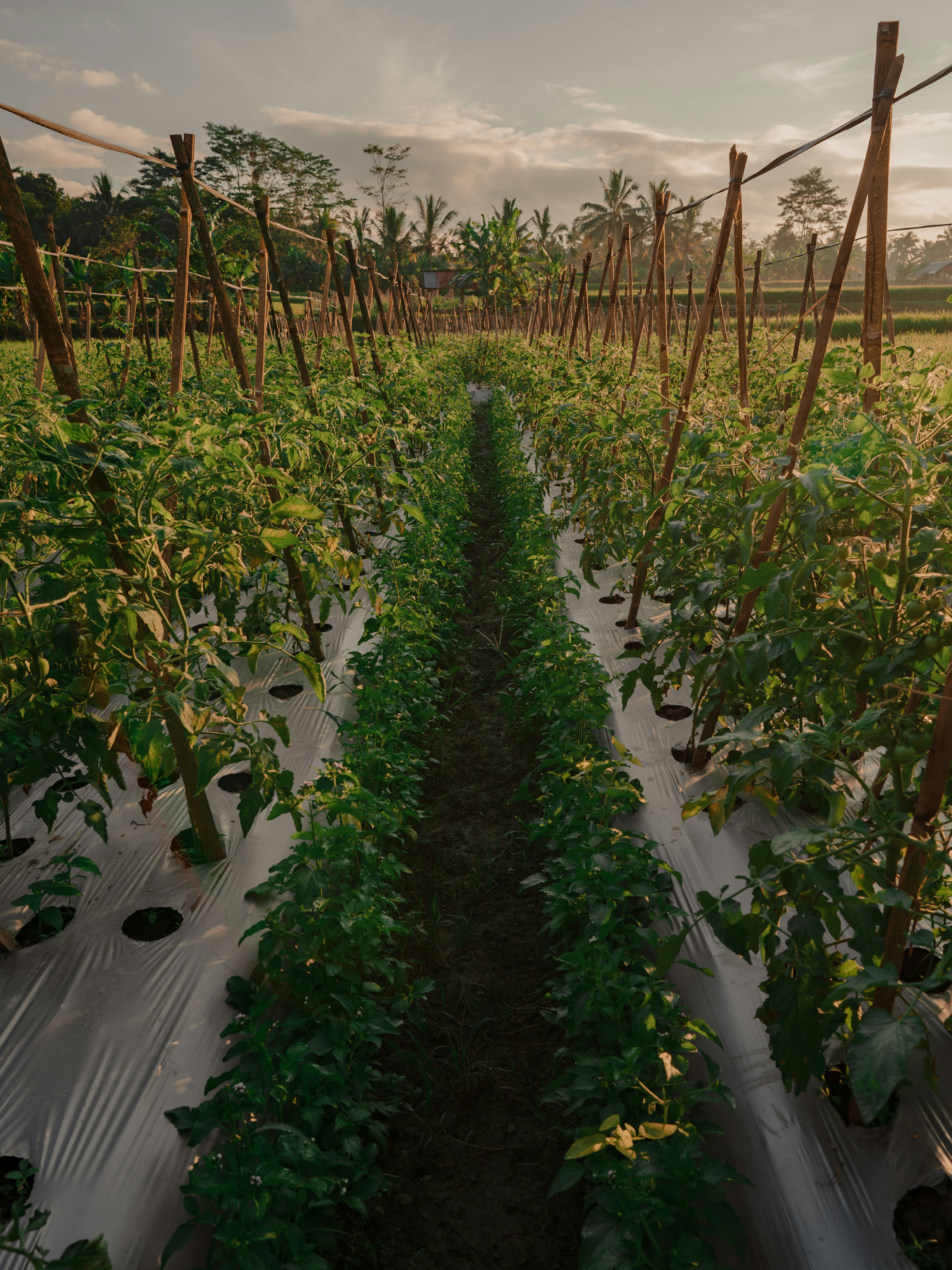 a row of green plants growing in a field