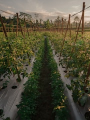 a row of green plants growing
