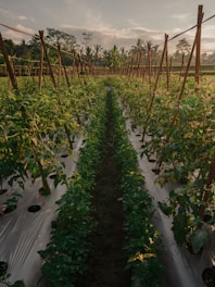 a row of green plants growing in a field