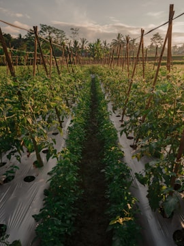 a row of green plants growing
