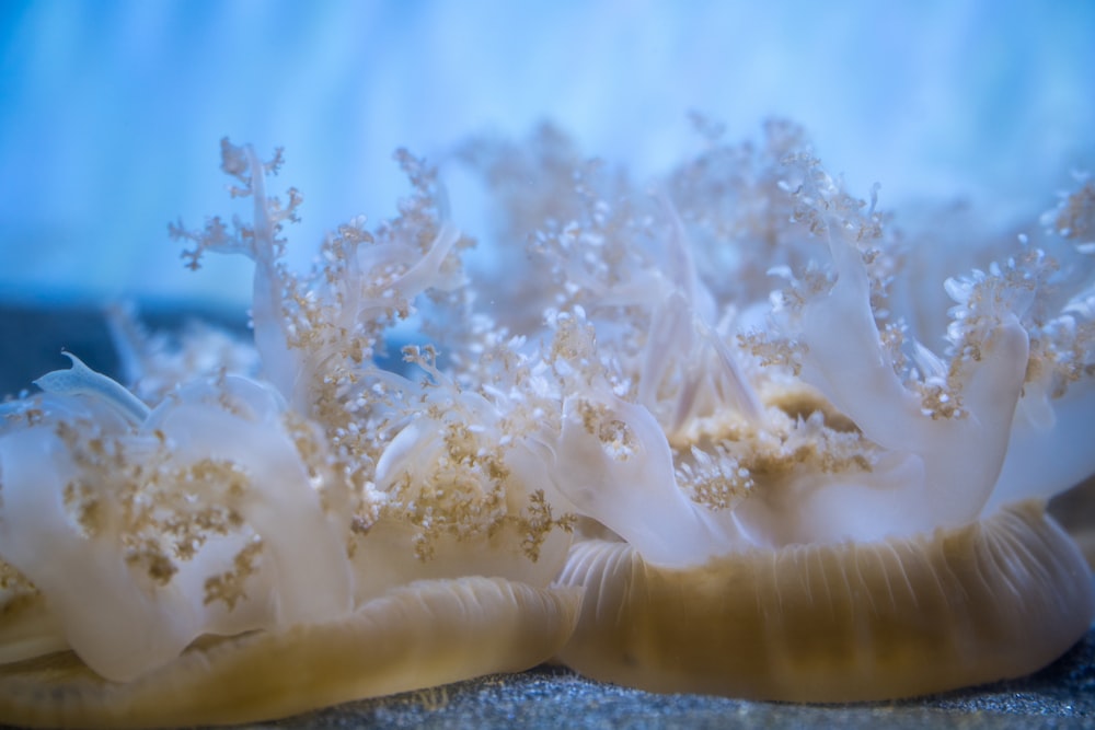 a close up of a sea anemone