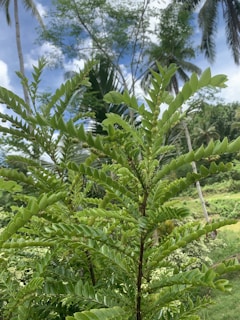 A lush, green tropical plant with serrated leaves dominates the foreground against a backdrop of tall, slender palm trees and a clear blue sky. The environment is vibrant and full of various shades of green, indicative of a rich, natural setting.