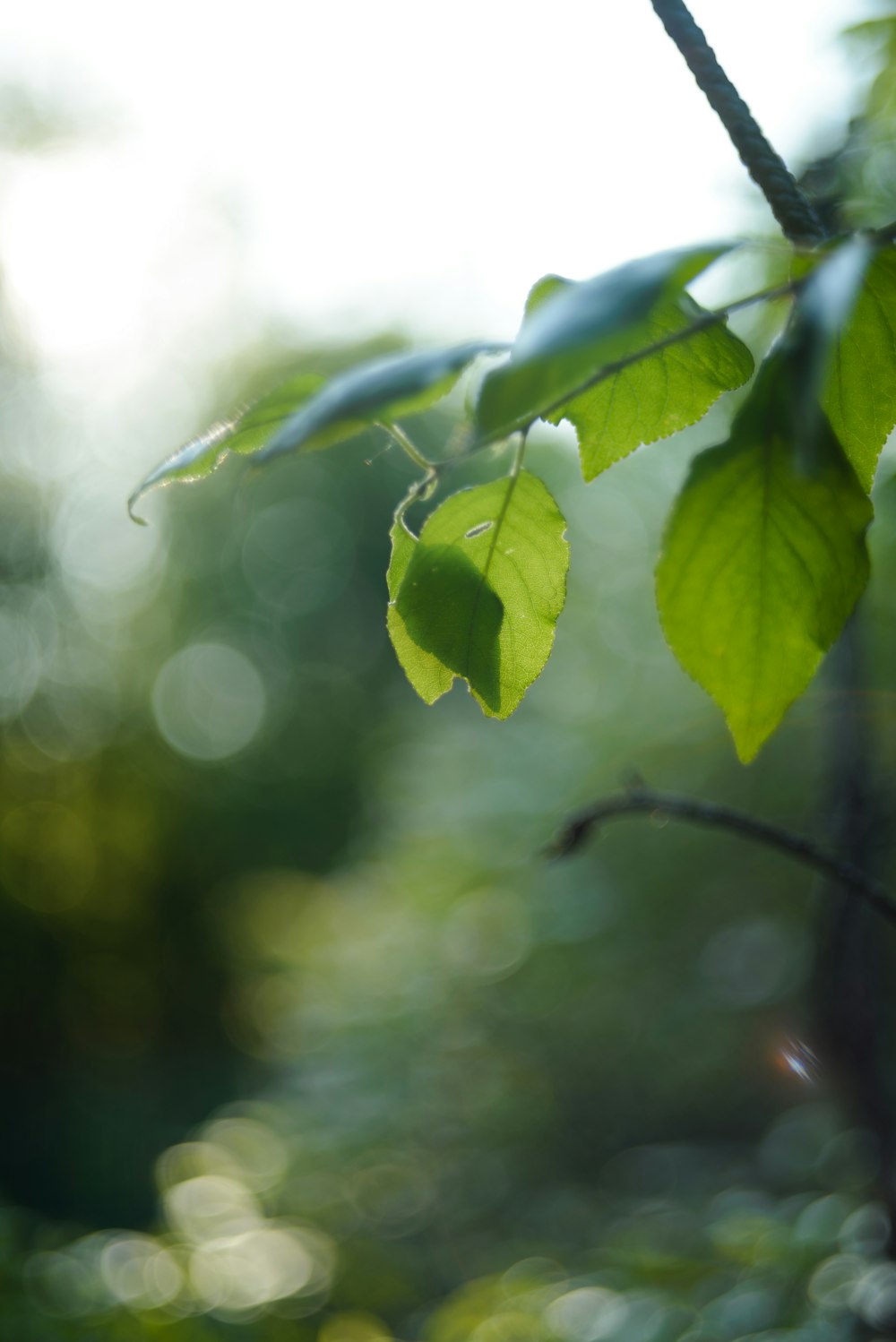 a close up of a green leaf on a tree