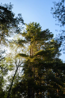 A peaceful nature scene with tall trees and filtered sunlight, evoking clarity and mindfulness.