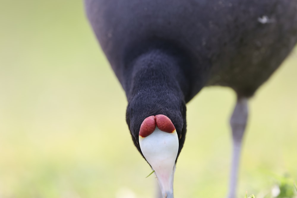 a close up of a bird with its beak open