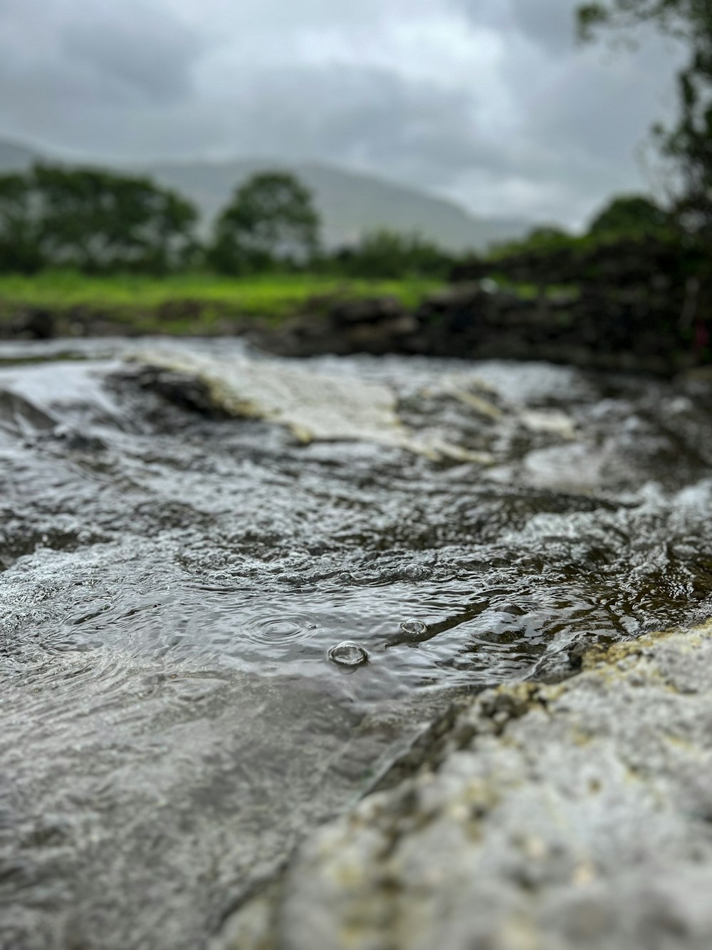 a river running through a lush green forest