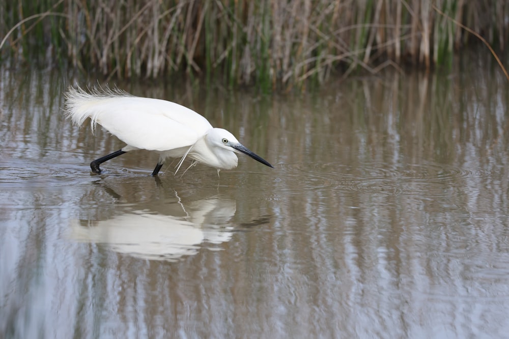 a white bird is standing in the water