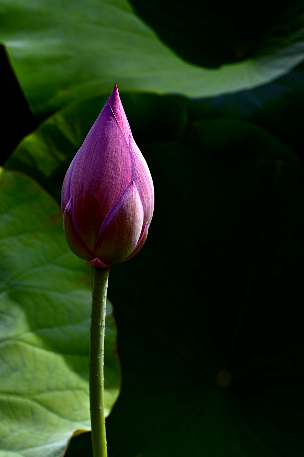 une fleur de lotus rose avec des feuilles vertes en arrière-plan