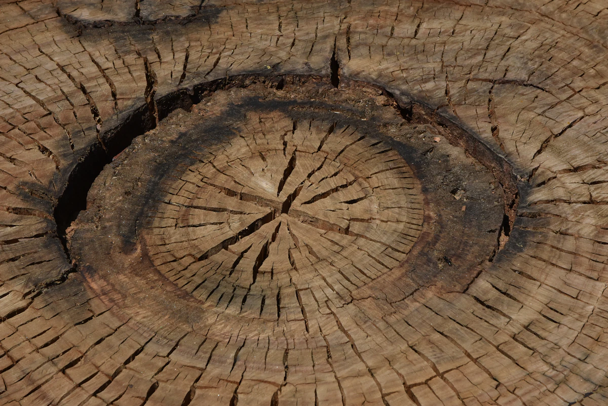 Close-up cross section of a ground tree stump