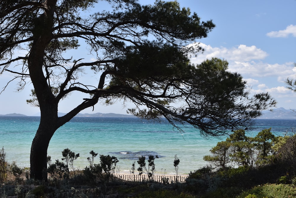 a view of a beach with a tree in the foreground